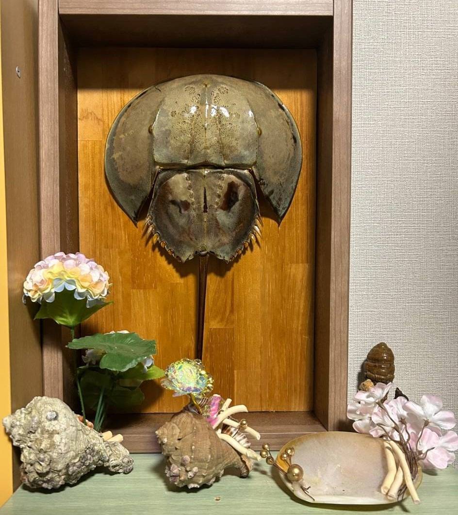 カブトガニ⁉
