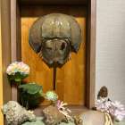 カブトガニ⁉